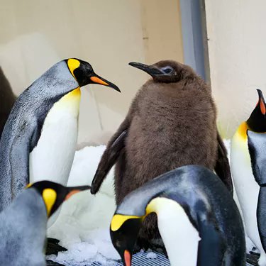 Pesto the Baby King Penguin