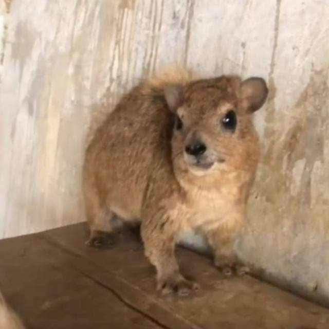 Screaming Hyrax