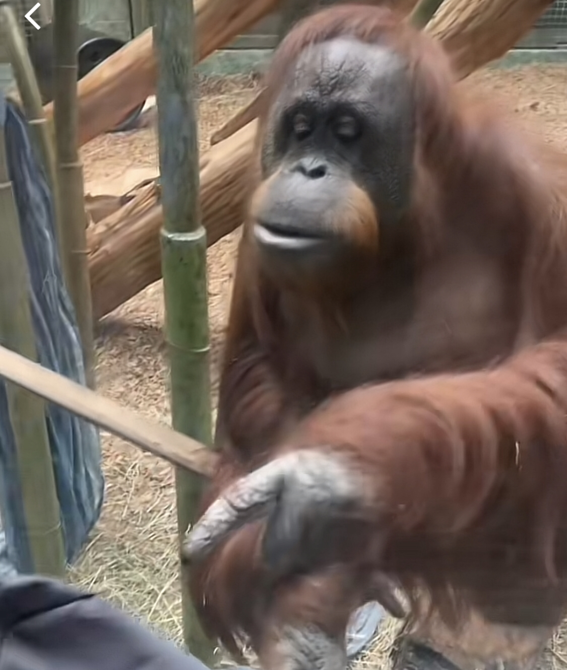 POINTING ORANGUTAN