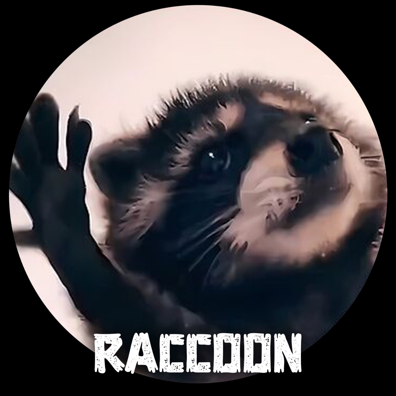 raccoon