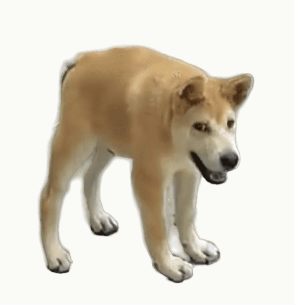 DOGGO