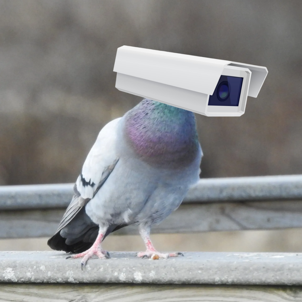 Pigeon Tech