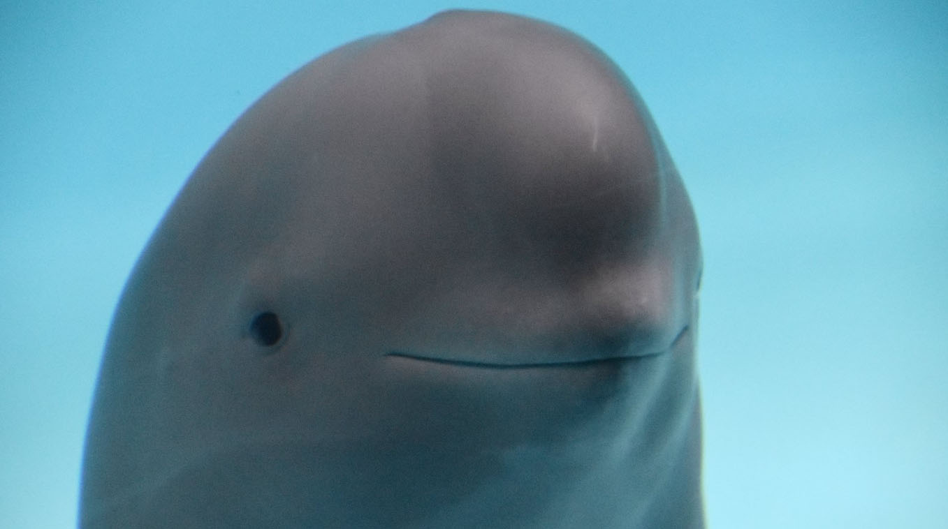 smiling dolphin