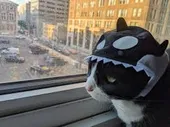 ORCAT