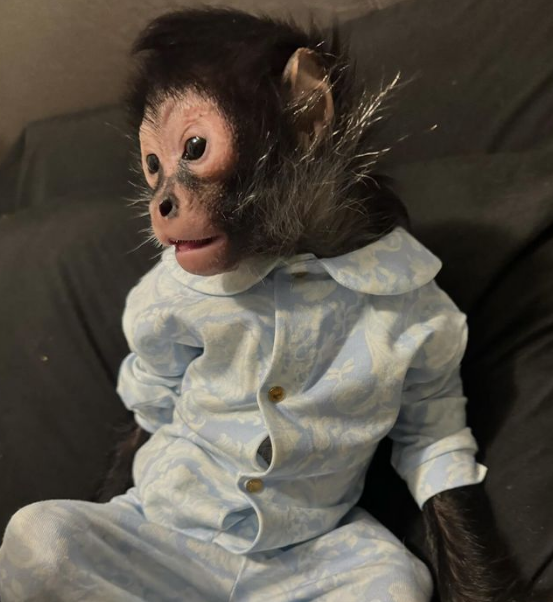 MONKEY TAKEN BY POLICE