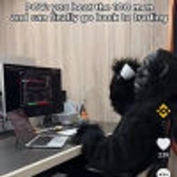 gorilla