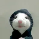 HOODRAT