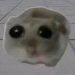 hammy