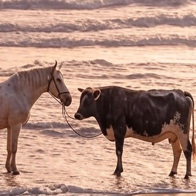 BULLHORSE