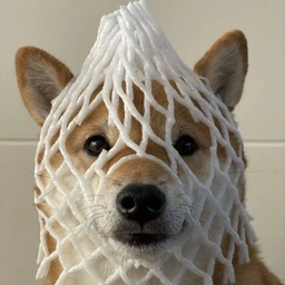 wrapped dog